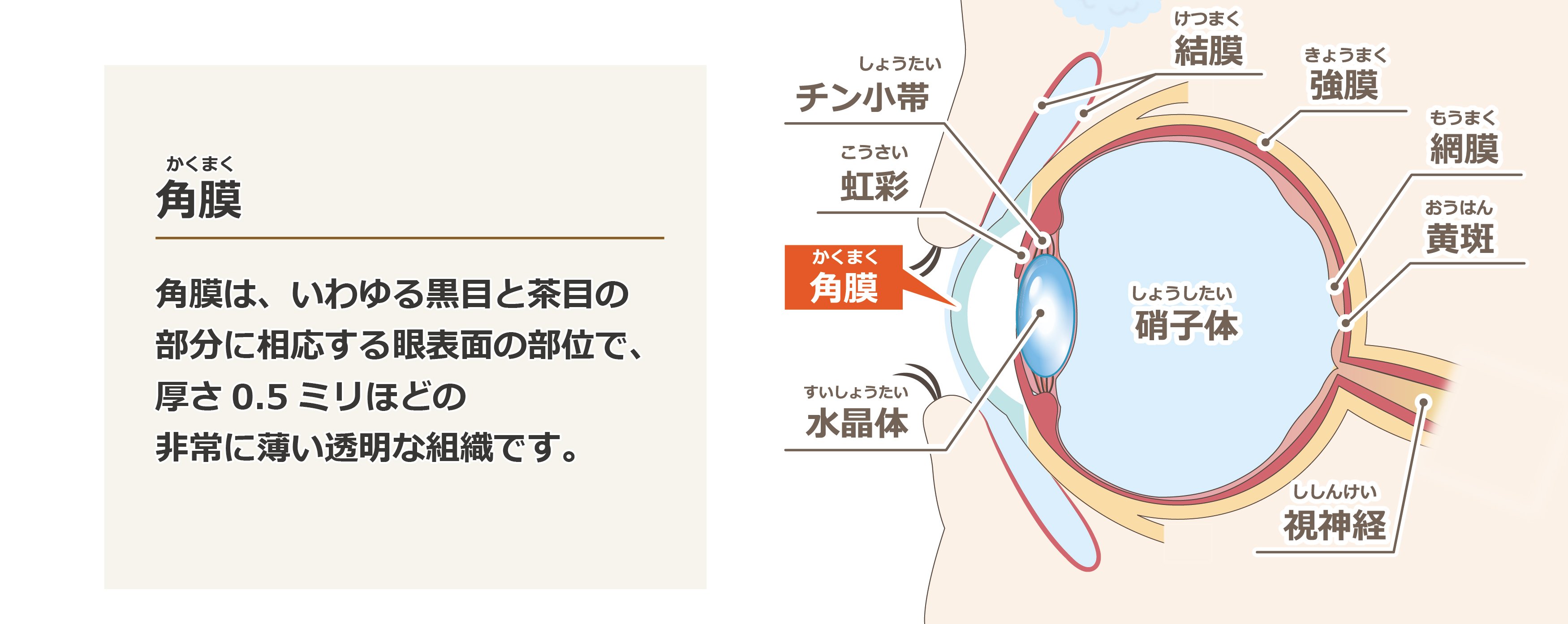 角膜関連疾患_1