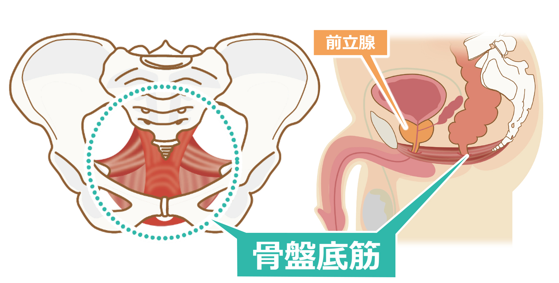 骨盤底筋リハビリテーション(男性)