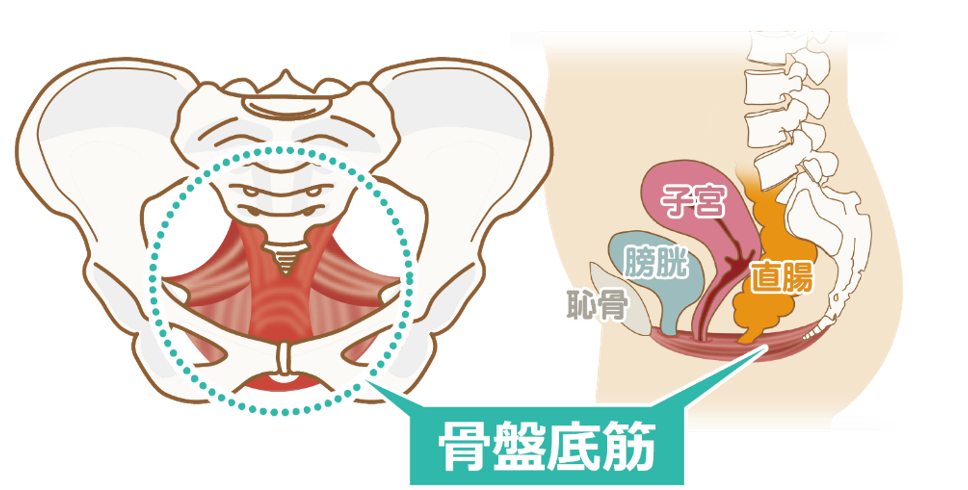 骨盤底筋リハビリテーション(女性)