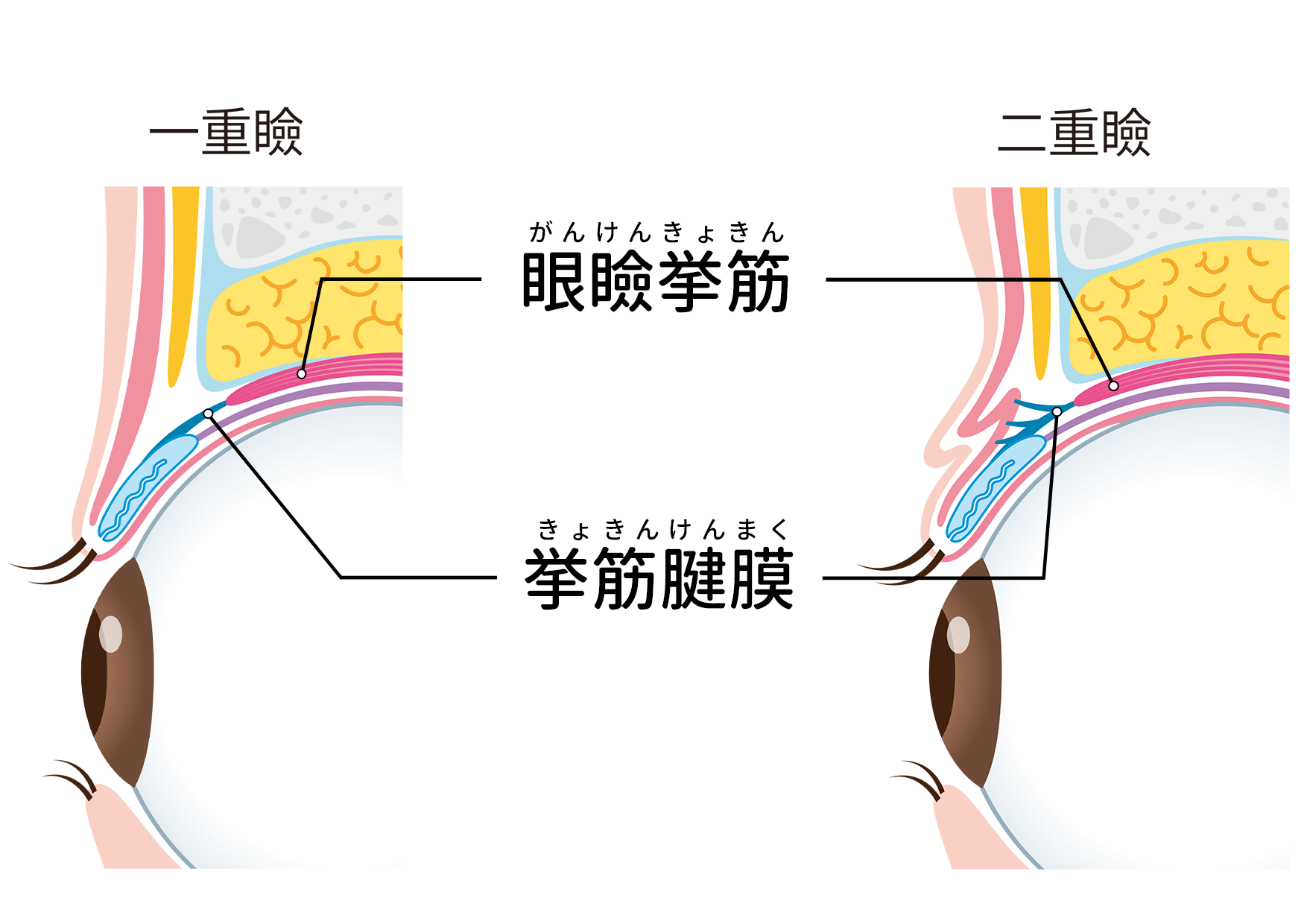 眼_断面図