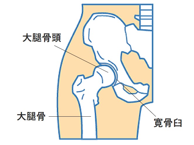 股関節構造