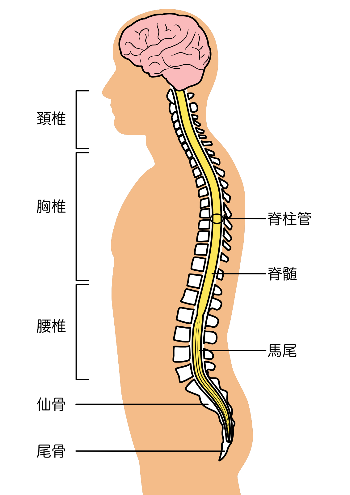 脊椎疾患
