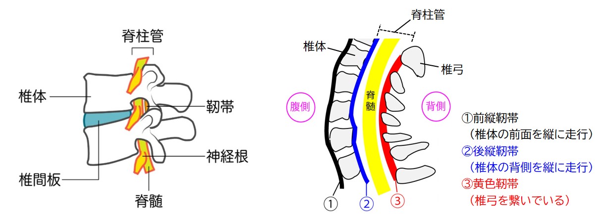 脊椎疾患　細部構造