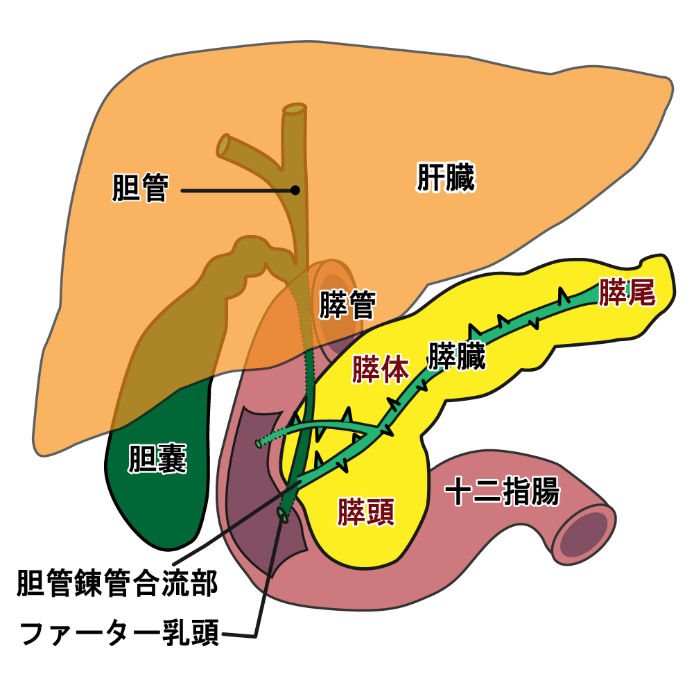 膵臓