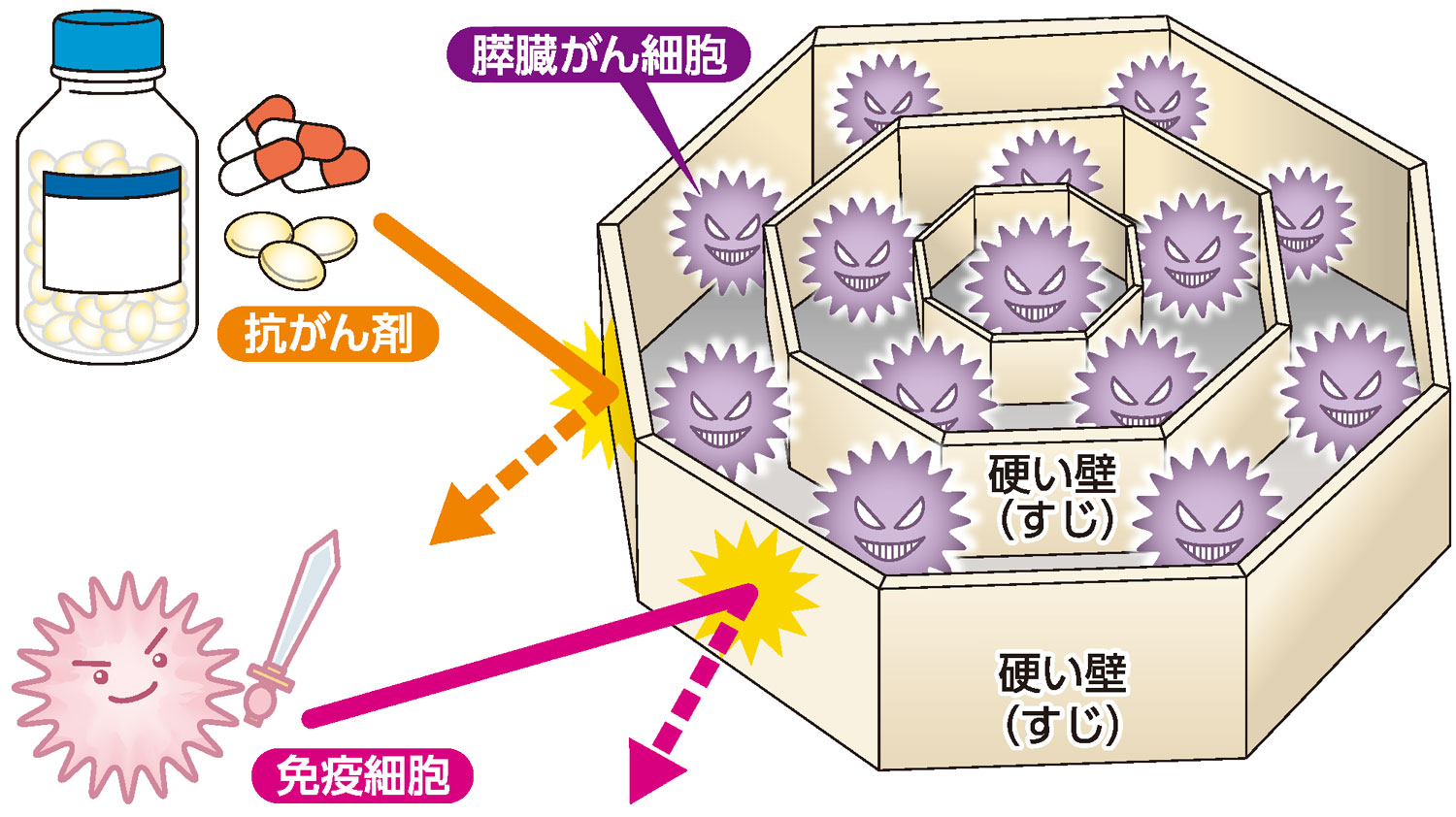 膵臓がん構造