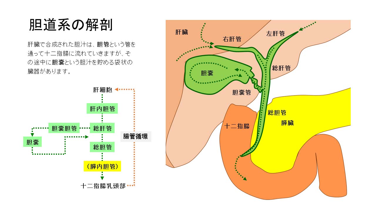 胆道